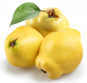 quinces resized 600
