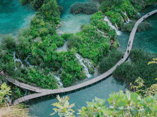 Birds eye view of a coastal forest
