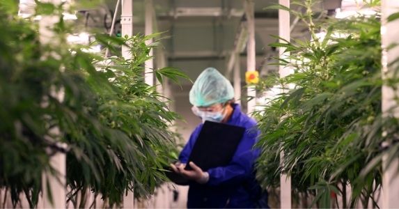 cannabis worker indoors with clipboard