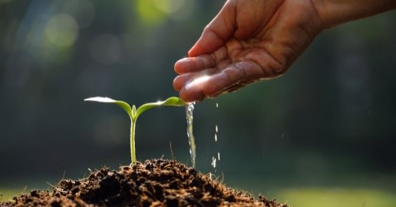 hand reaching down watering sprout