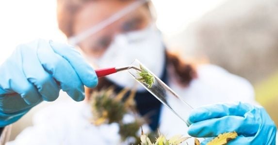 Lab worker in safety glasses places cannabis in vial